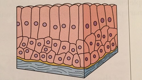 <p>Stratified cuboidal </p>