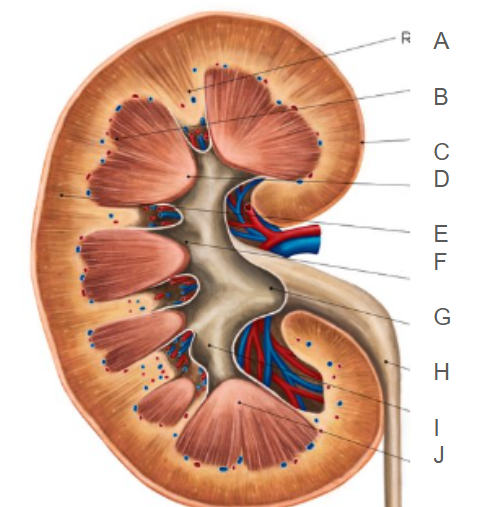 <p>J</p>