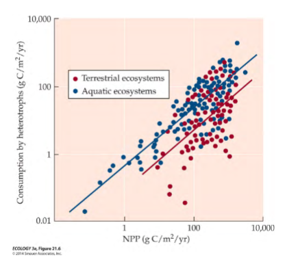 <p>positive</p><p>suggests that production by herbivores is limited by the amount of food available</p><p>(more NPP → more available for herbivores to eat → more eaten)</p>