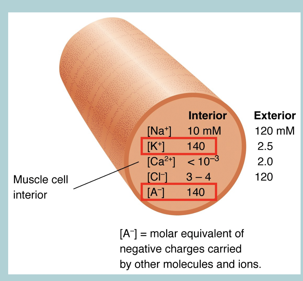 <p>The cellular membrane potential is a function of:</p><ul><li><p>CONCENTRATION differences mainly in METAL CATIONS and LARGE ORGANIC ANIONS on the inside and outside of the PLASMAMEMBRANE</p></li><li><p>Combined with SELECTIVE PERMEABILITY differences for these IONS&nbsp;</p></li></ul><p></p>