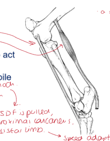 <p>Outline the reciprocal apparatus</p>