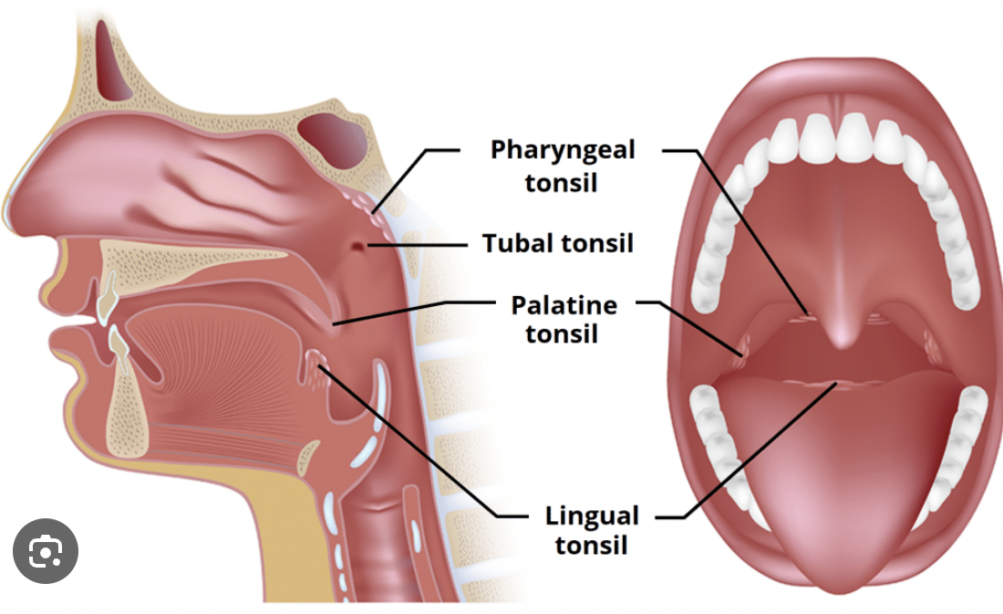 <p>lymphoid tissue located on the lateral wall @ the junction of the oral cavity and oropharynx</p>