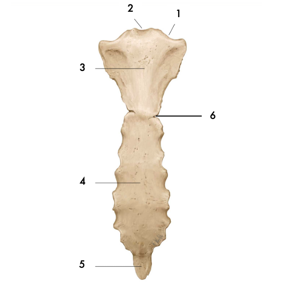 <p>Incisure jugulaire</p>