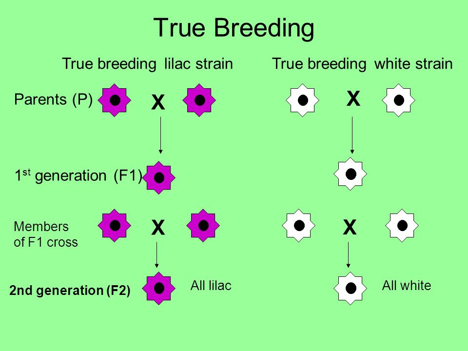 <p><span>What is a true‐breeding strain?&nbsp;</span></p>