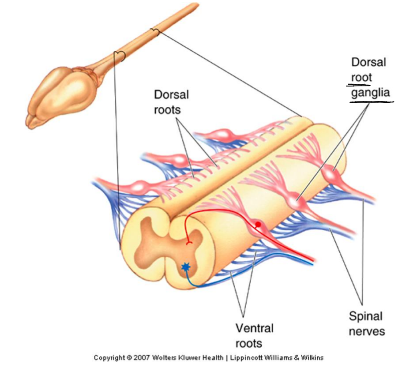 <p>skin, joints, muscles, spinal nerves (dorsal root and ventral root)</p>