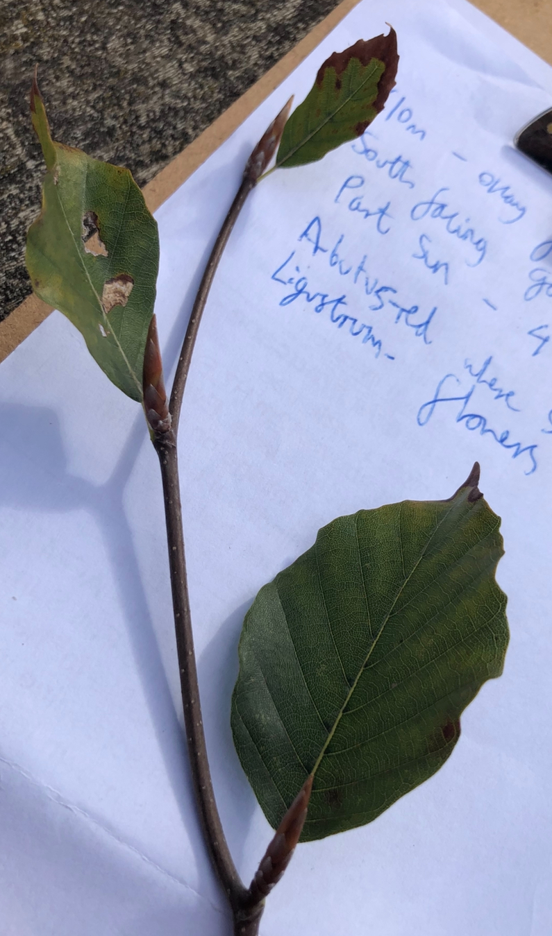 <p>Fagus sylvatica full height</p>