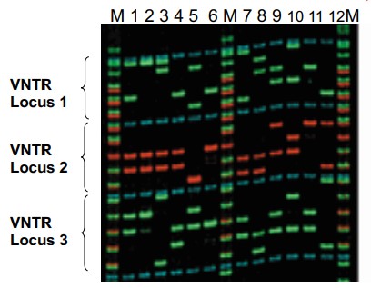 <p>what type of genotyping produces this gel electrophoresis?</p>