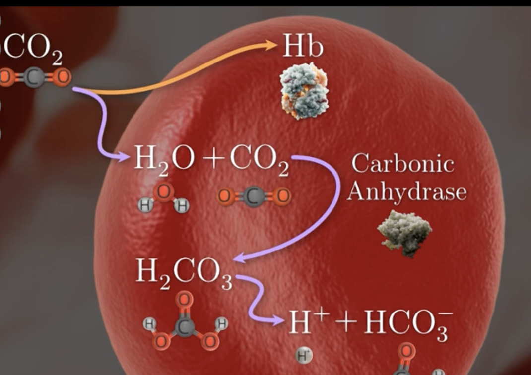 <p>describe process of co2 binding to water in rbc</p>