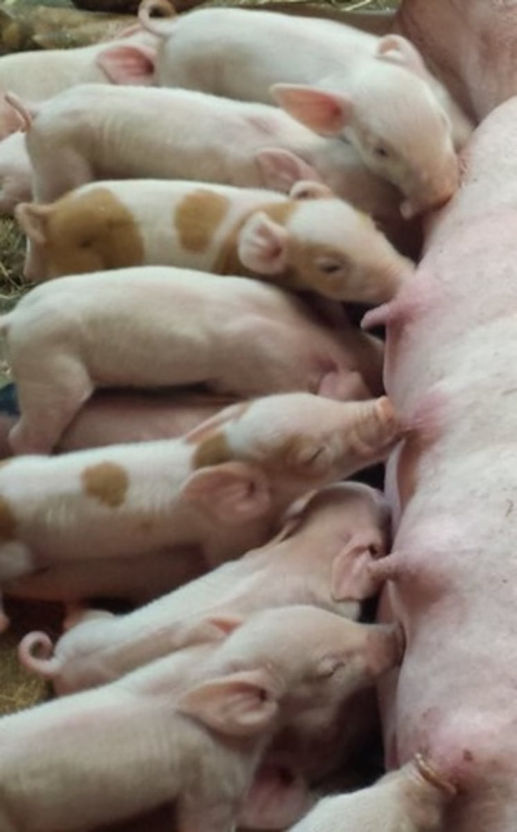 <p>A young pig that is still feeding.</p>