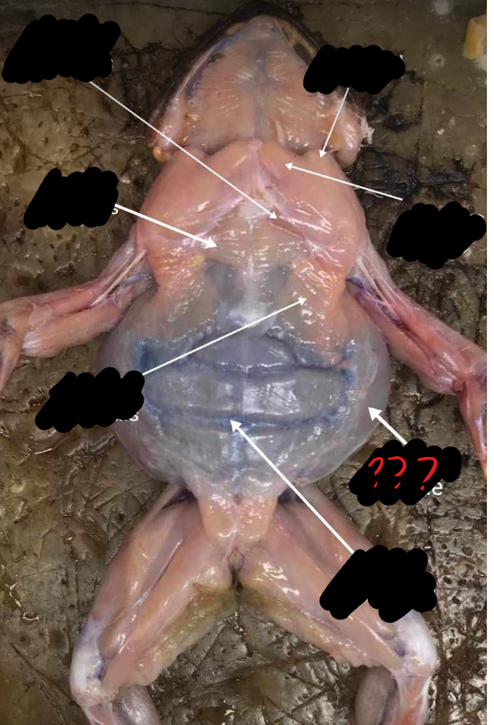 <p>a thin sheet of muscle, which forms the outer layer of the body wall at the side of the abdomen; muscle fibers are directed obliquely caudal and ventral</p>