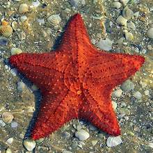 <p>Sea Stars</p>