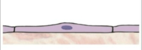 <p>what is this tissue type</p>