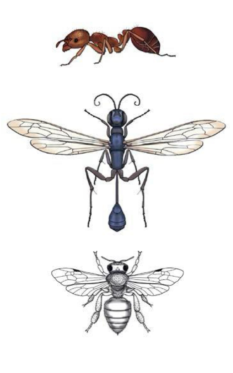 <p>What order do bees, wasps and ants belong to </p>