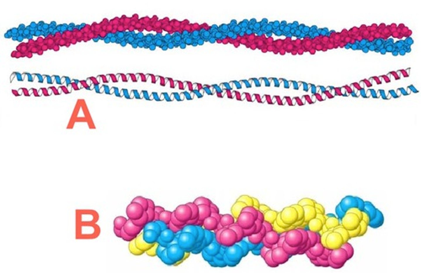 <p>Single chain: helical structure; atoms drawn as spheres</p><p>Collagen mol: 3 stranded "triple-helix" of collagen - each peptide chain coloured differently. Triple-helix provides strength + flexibility to skin + cartilage</p>