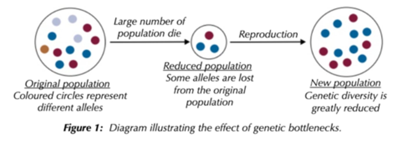 <p>Population suffers dramatic drop in number eg due to natural disasters, few survivors have much smaller alleles than the original population. Genetic diversity is less and remains restricted. This makes it less likely that the population can adapt to any change in its environment.</p>