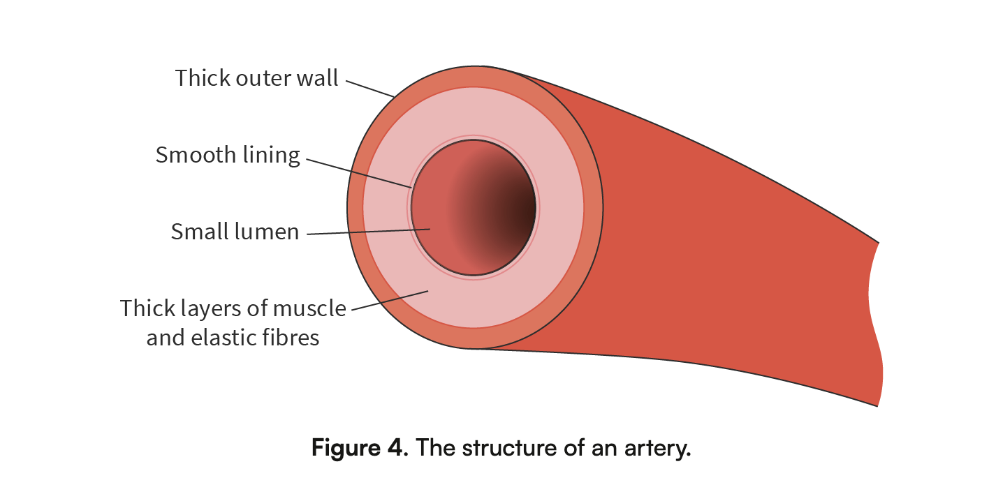 <ul><li><p><strong>Carry blood away from the heart</strong></p></li><li><p>Thick outer wall to withstand high blood pressure being pumped out the ventricles</p></li><li><p>They contain <strong>elastic muscle tissue</strong> that can <strong>stretch and relax </strong>with blood pressure changes</p></li></ul><p></p>