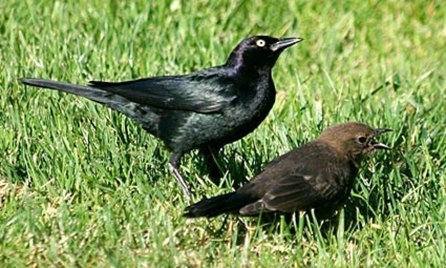 <p>Brewer's Blackbird</p>