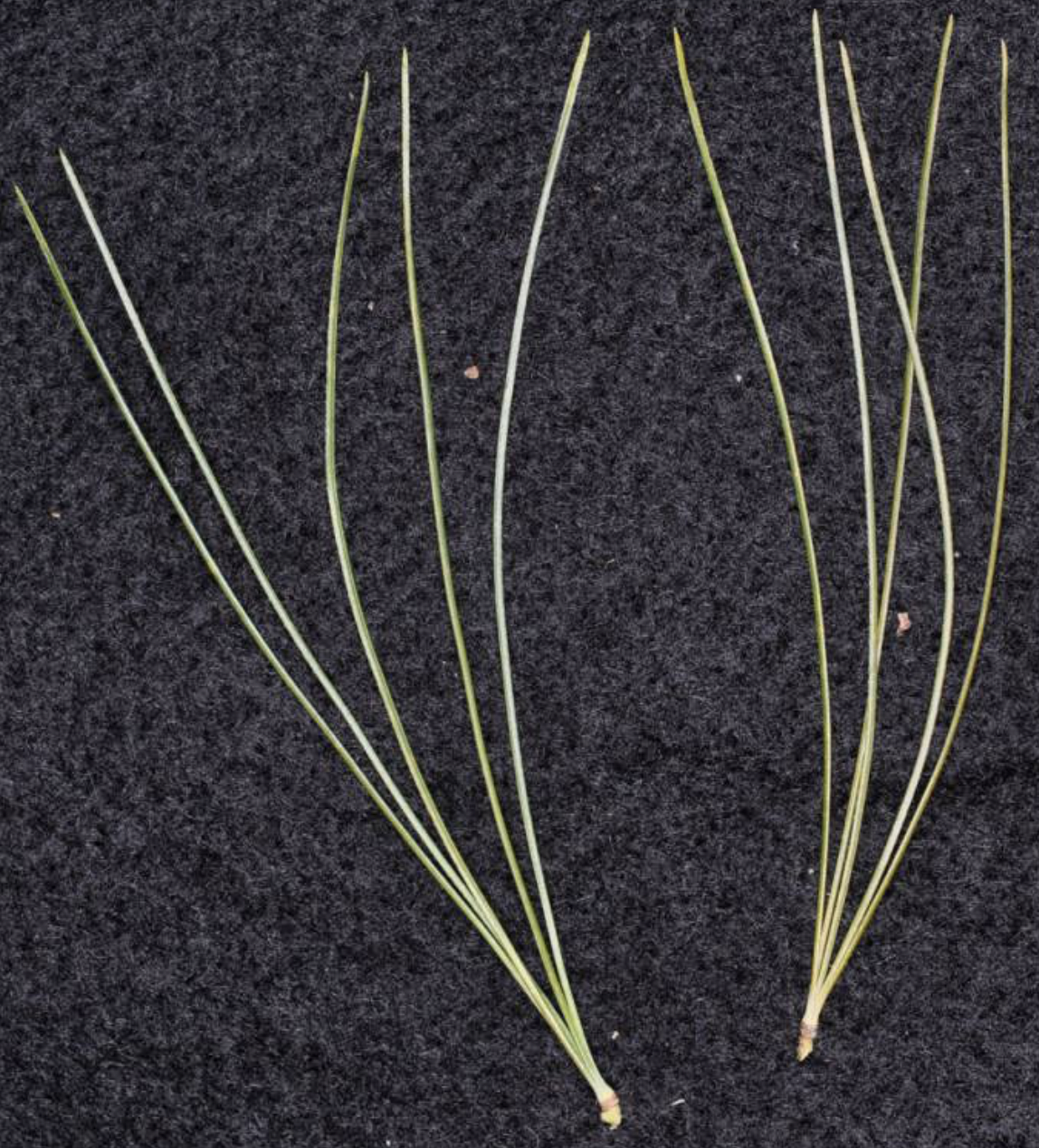 <p>identify by leaves</p>