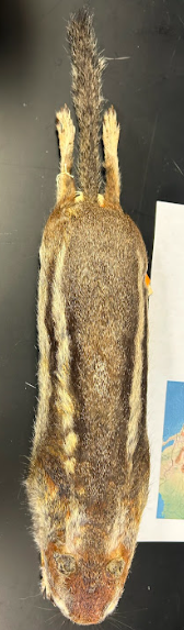<p>Golden-Mantled Ground Squirrel</p><p>Sciuridae</p>