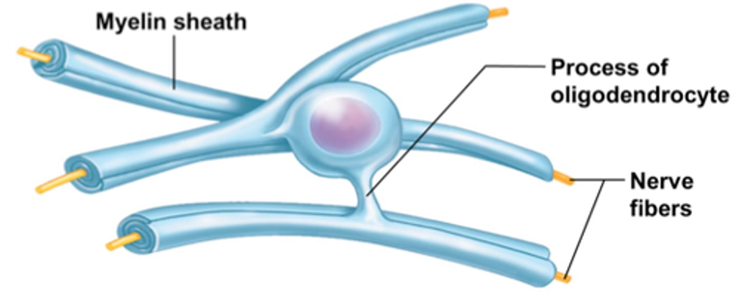 <p>found in CNS, branching cells, can help on multiple axons at once</p><p>F: wrap around axons of CNS neurons, creating an insulating layer known as the myelin sheath in brain and spinal cord</p>