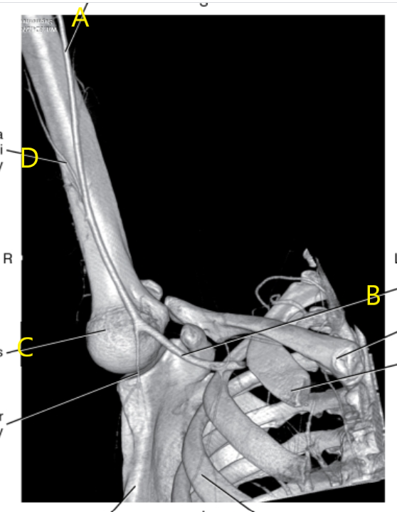 <p>What is letter A?</p>