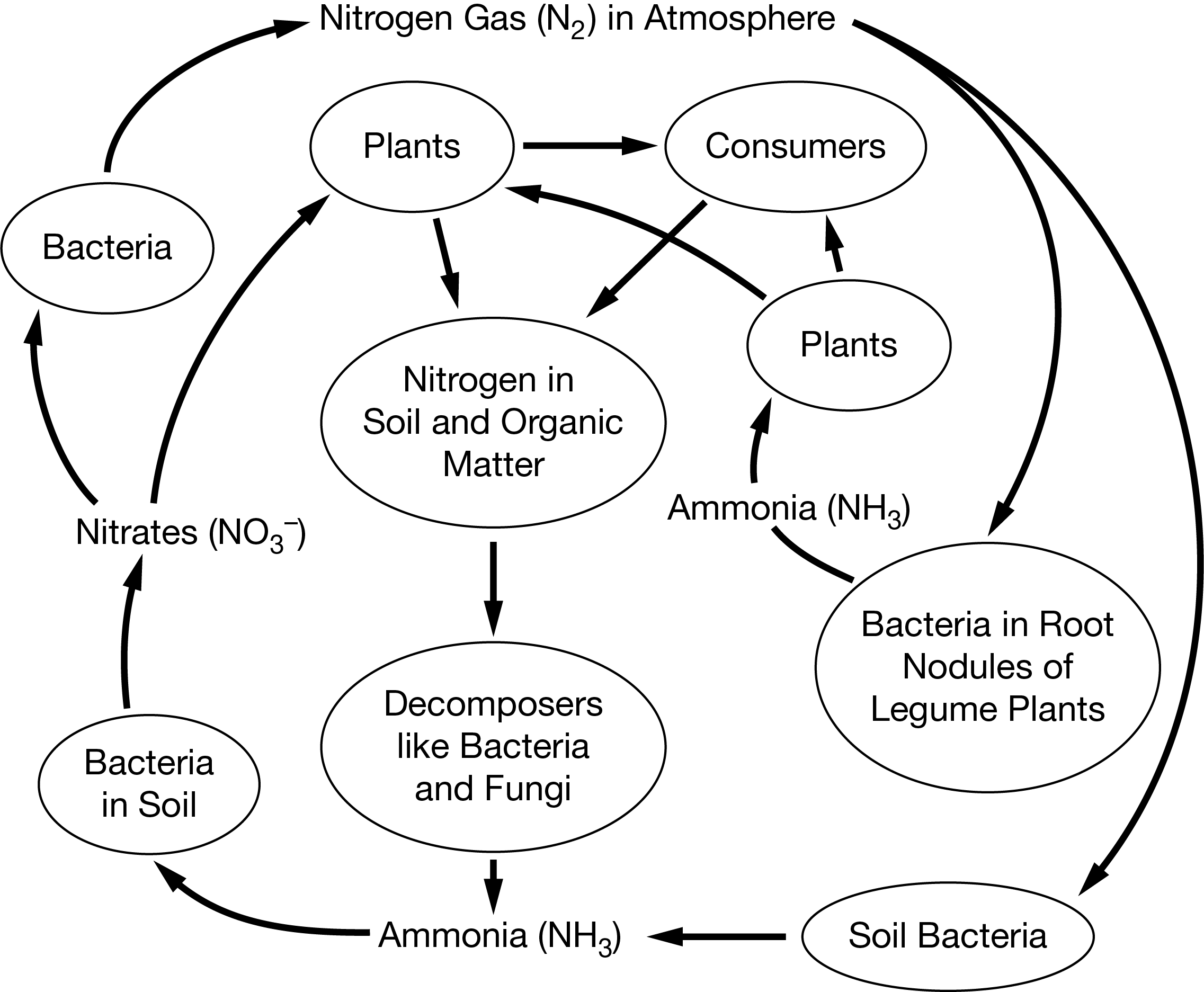 <p>The diagram below shows a simplified nitrogen cycle.</p><p><span>Which of the following processes is illustrated by the downward arrows from the atmosphere that show the conversion of nitrogen gas into usable forms available to producers?</span><br><strong>A. </strong>Nitrogen assimilation</p><p><strong>B. </strong>Nitrogen fixation</p><p><strong>C. </strong>Photosynthesis</p><p><strong>D. </strong>Weathering</p>