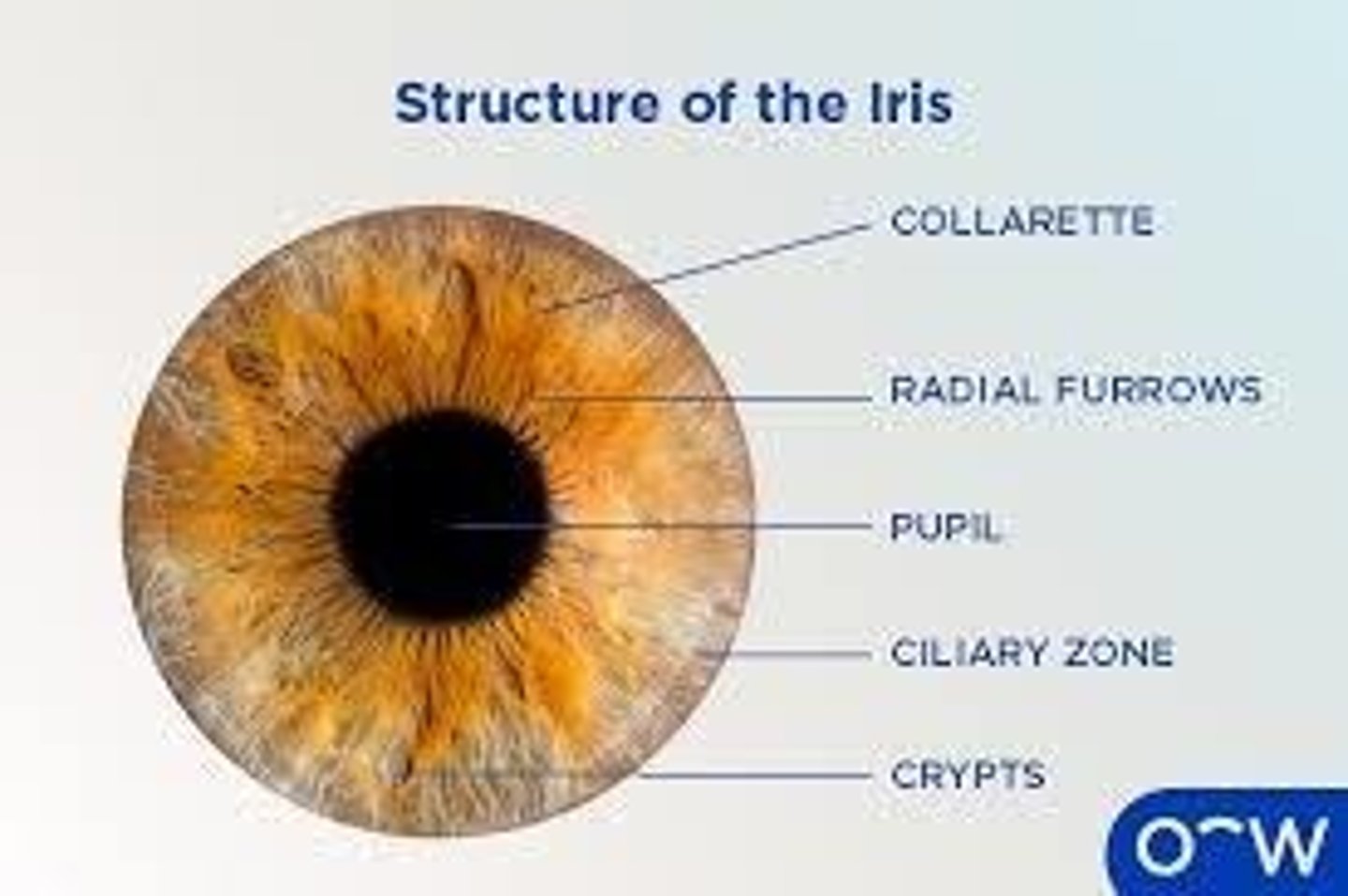 <p>The colored part of the eye that controls the size of the pupil and thus the amount of light entering the eye.</p>