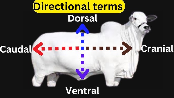 <p>Away from the head, toward the tail region</p>