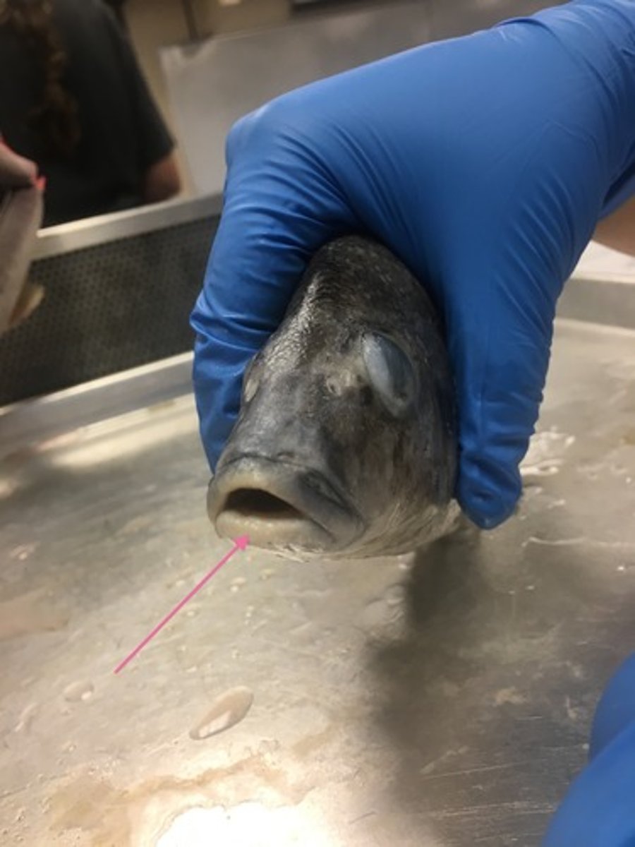 <p>Another name for the lower jaw of a perch is the ______</p>