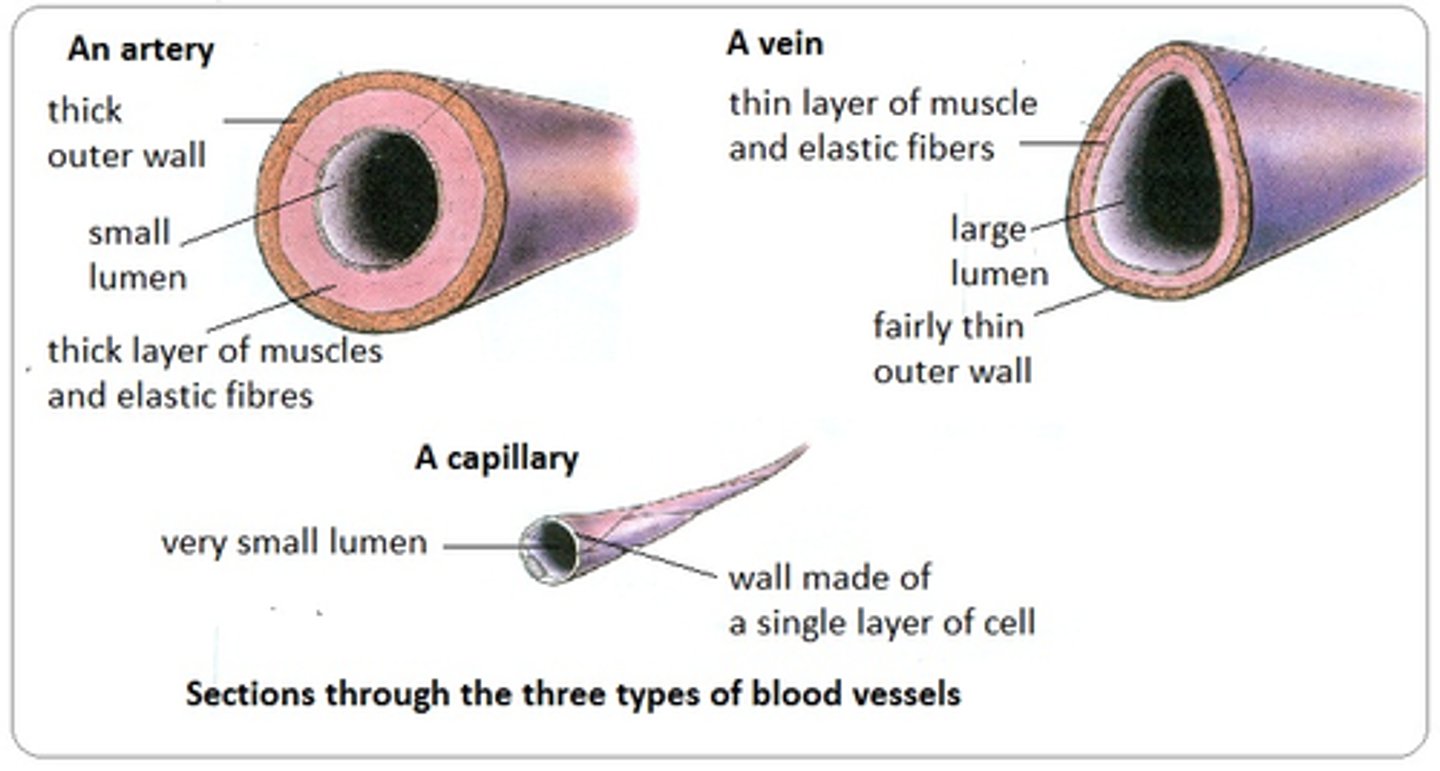 <p>NOTE: Arterioles are a thinner extension of the arteries</p>
