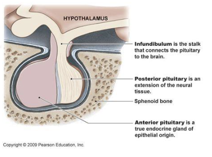 <p>2 lobes: </p><ol><li><p><strong>anterior</strong> (adenohypophysis), bigger one </p></li><li><p><strong>posterior</strong> (neurohypophysis) </p></li></ol><p></p>