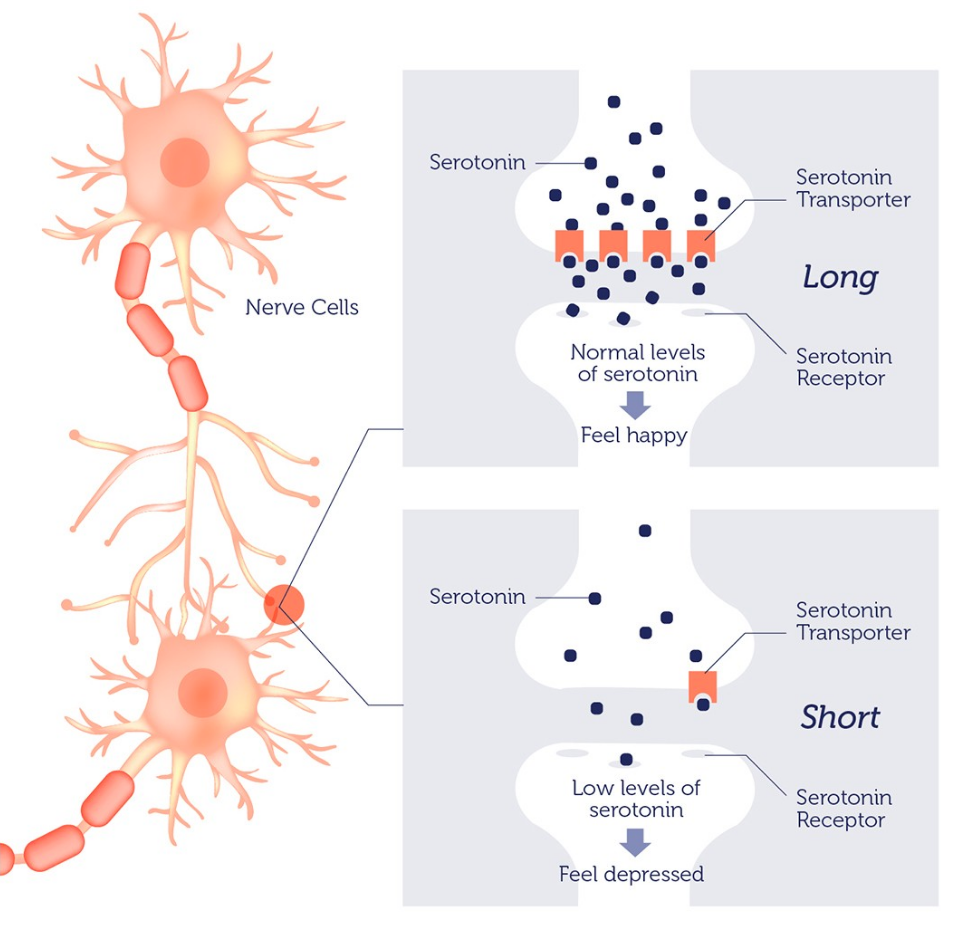 The serotonin transporter that is involved in the reuptake of serotonin in brain synapses.