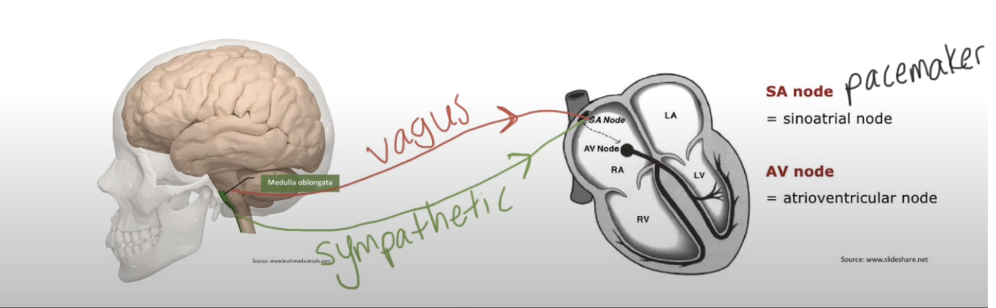 <p>Effect of sympathetic vs vagus nerve on SA node</p>