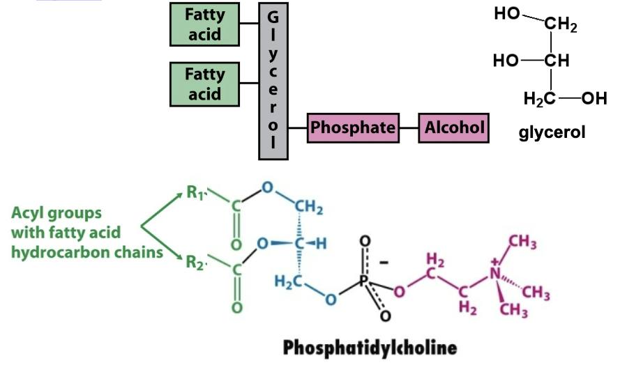 <p>Glycerophospholipids contain two nonpolar fatty acid esters and a polar phosphate head group.</p><p>Ex→&nbsp;phosphatidyl choline-one of the most common membrane lipids</p>