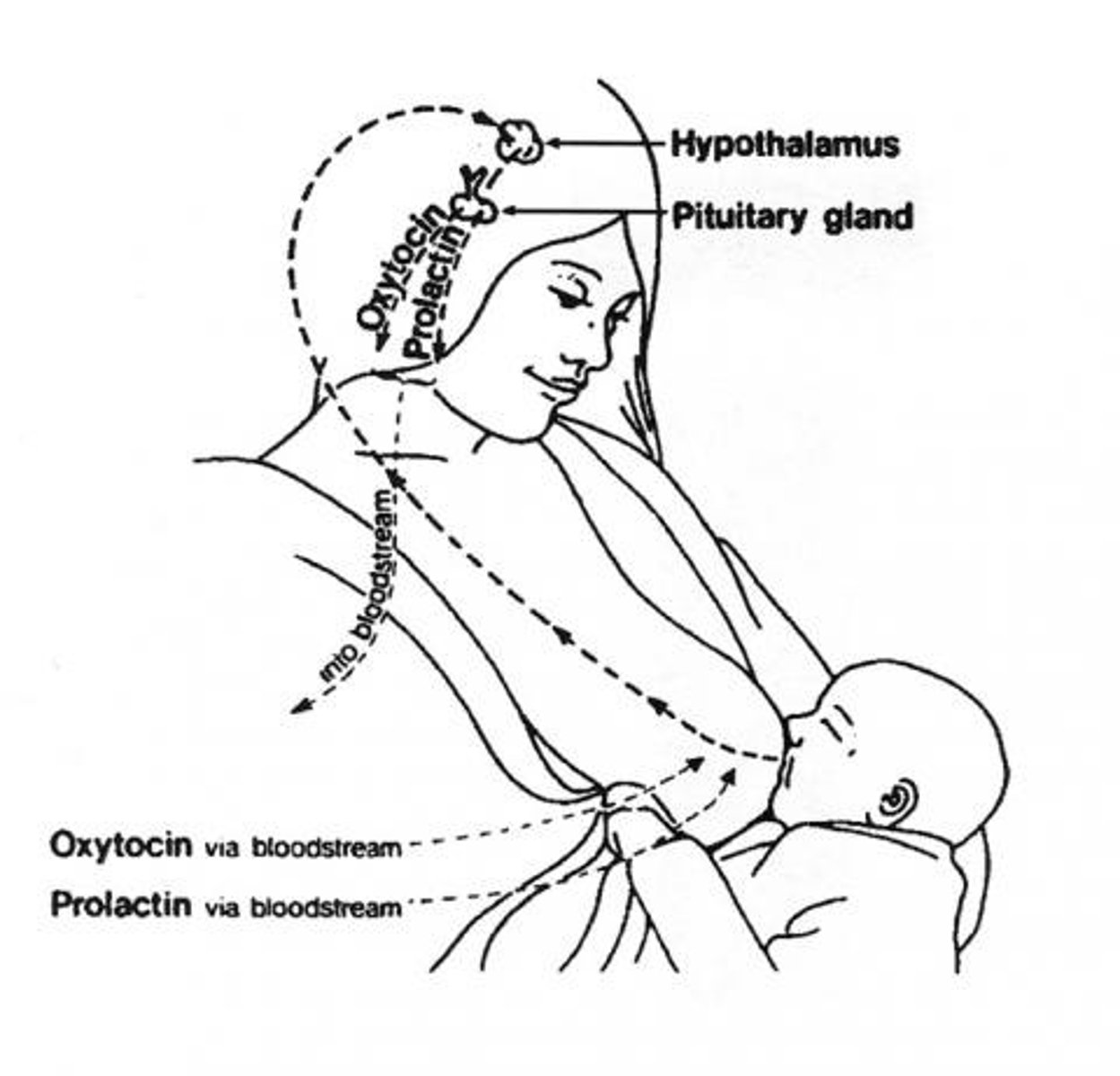 <p>direct; anterior pituitary</p>