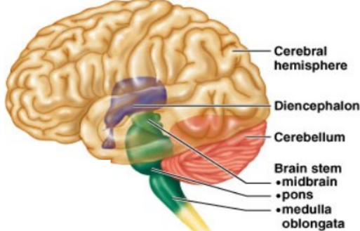 <ul><li><p class=""><strong>Brainstem:</strong> Midbrain, Pons, Medulla oblongata</p></li><li><p class=""><strong>Cerebellum</strong></p></li><li><p class=""><strong>Diencephalon:</strong> Thalamus, Hypothalamus</p></li><li><p class=""><strong>Cerebrum:</strong> Two cerebral hemispheres</p></li></ul><p></p>