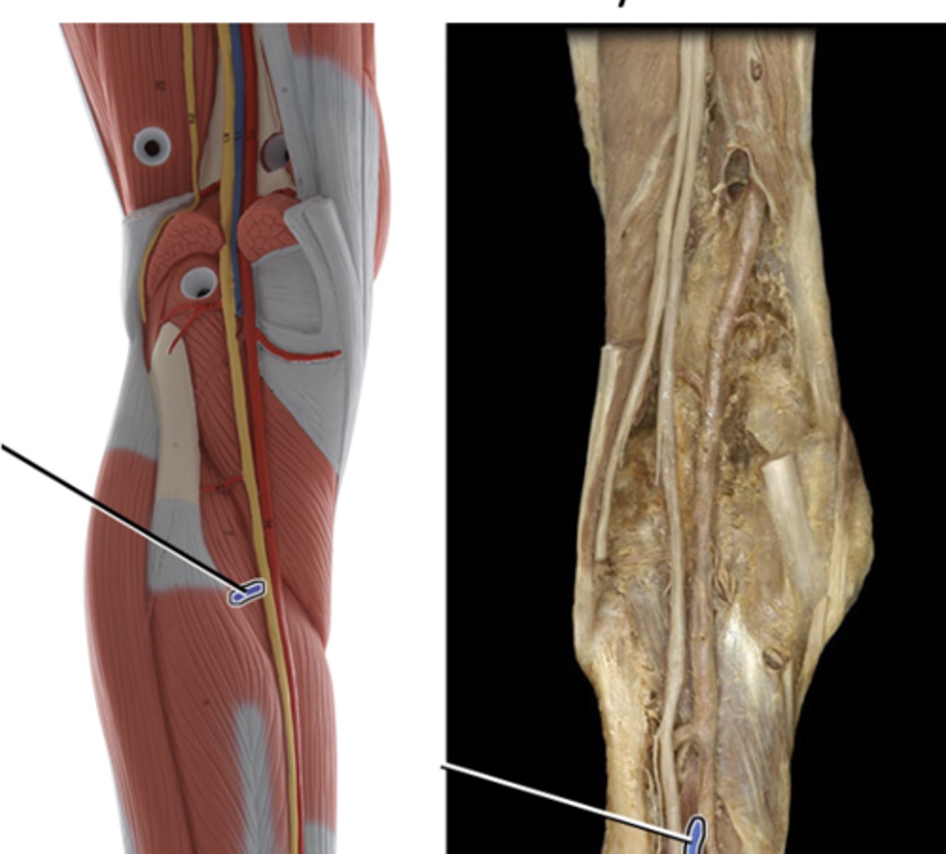 <p>Supplies blood to the muscles of the anterior compartment of the lower leg, ankle and foot</p>