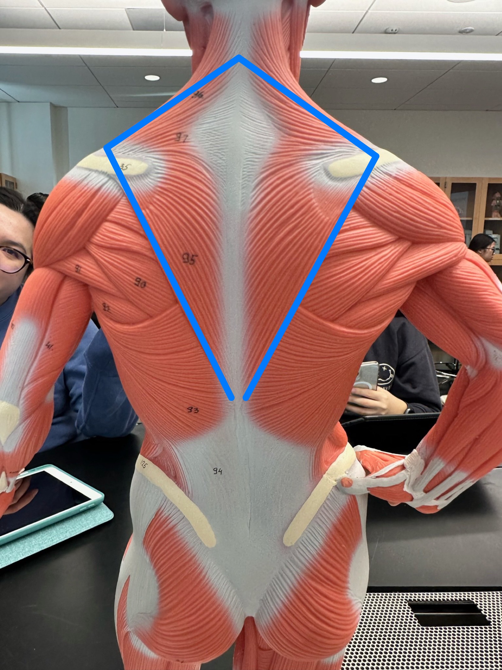 <p>ID muscle</p>