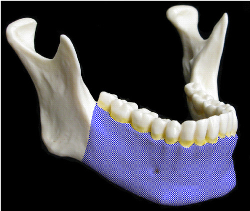 <p>chin/jaw/below the teeth</p>