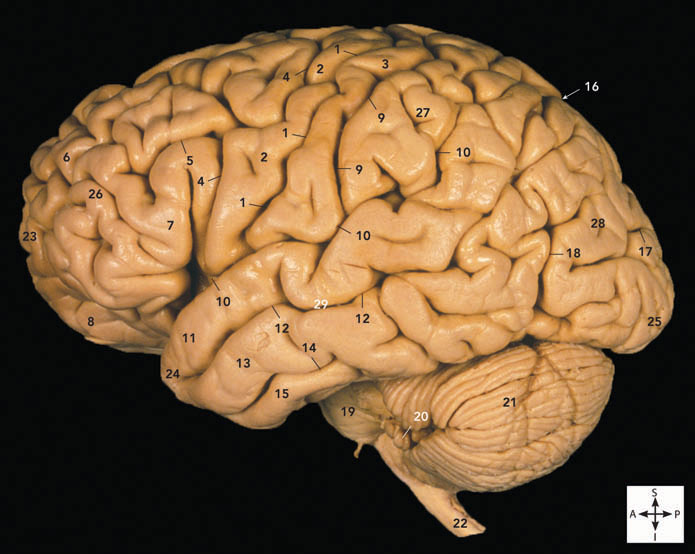 <p>cerebellum</p>