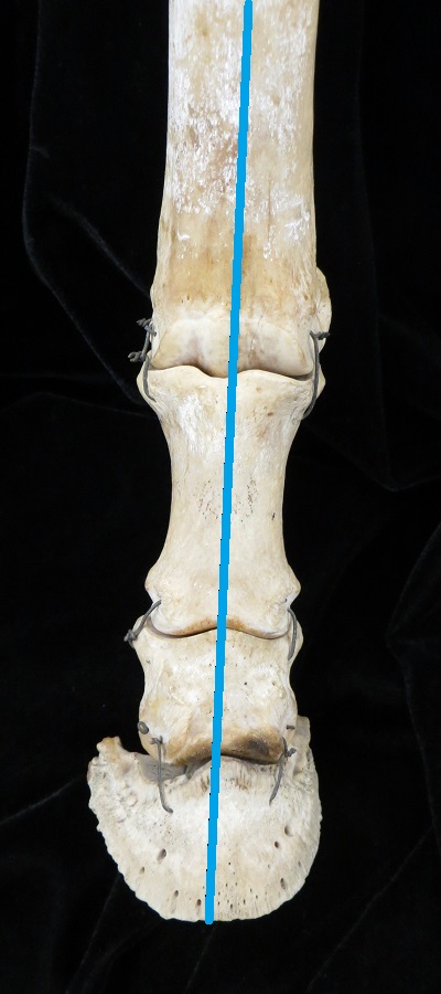 <p>What foot structure is this?</p>