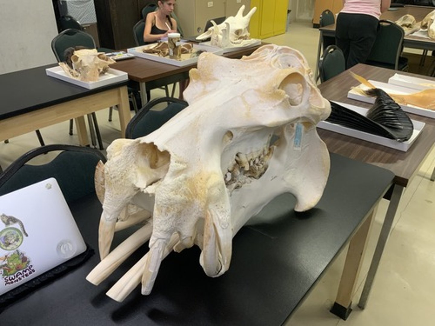 <p>Family, Order, Infraclass, Subclass</p><p>-2C/2c; large, protruding teeth</p><p>-wide mandible</p><p>-small orbit to skull ratio</p>