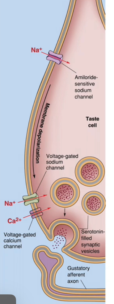 <p></p><ul><li><p>Na⁺ enters the taste receptor cell directly through Na⁺-selective channels.</p></li><li><p>This direct ion influx depolarises the taste cell without second messengers.</p></li></ul><p></p><p><strong>Step-by-step transduction of saltiness</strong></p><ul><li><p>Table salt (NaCl) dissolves in saliva, providing Na⁺.</p></li><li><p>Na⁺ moves down its concentration gradient into the taste receptor cell.</p></li><li><p>Entry occurs through amiloride-sensitive Na⁺ channels (ENaC).</p></li><li><p>These channels are not voltage-gated and are usually open, allowing detection of low salt concentrations.</p></li><li><p>Na⁺ influx makes the membrane potential less negative.</p></li><li><p>The taste cell depolarises.</p></li></ul><p></p><p><strong>Electrical to chemical signal conversion</strong></p><ul><li><p>Depolarisation opens voltage-gated Ca²⁺ channels at the base of the taste cell.</p></li><li><p>Ca²⁺ enters the taste receptor cell.</p></li><li><p>Increased intracellular Ca²⁺ triggers vesicular neurotransmitter release (e.g. serotonin).</p></li><li><p>Neurotransmitter is released from the taste cell, not the nerve.</p></li></ul><p></p><p><strong>Activation of the gustatory afferent</strong></p><ul><li><p>Neurotransmitter binds receptors on the gustatory afferent neuron.</p></li><li><p>The afferent neuron depolarises.</p></li><li><p>An action potential is generated in the afferent axon.</p></li><li><p>This signal is transmitted to the brainstem as “salty” taste.</p></li></ul><p></p><p><strong>Why this is an ion channel mechanism</strong></p><ul><li><p>The tastant ion (Na⁺) itself enters the cell.</p></li></ul><ul><li><p>No GPCRs or second messengers are required.</p></li><li><p>The response is fast and concentration-dependent.</p></li></ul><p></p>