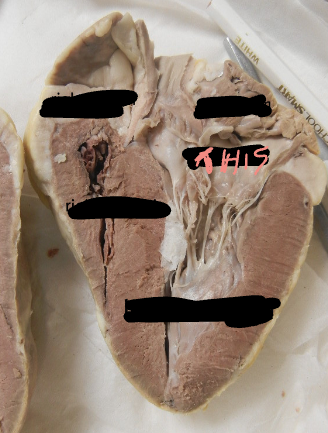 term image