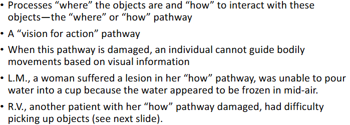 <p>Leads to the parietal lobe</p>