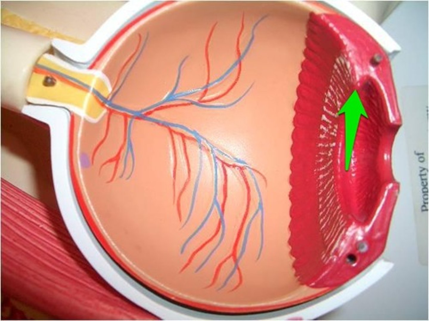 <p>Ciliary processes</p>