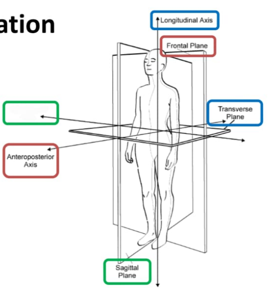 <p>Mediolateral axis</p>