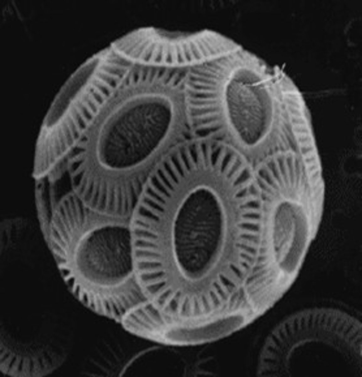 <p>marine phytoplankton; have haptonema and coccoliths</p><p>Pigments: fucoxanthin</p>