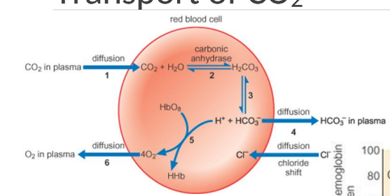 <p>Increase of CO<sub>2</sub> during transport of CO<sub>2</sub> across membrane</p>