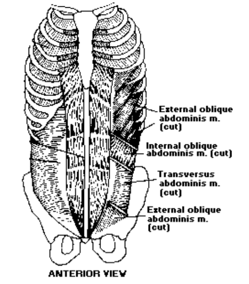 Anterior View of Transverse Abdominal Muscle